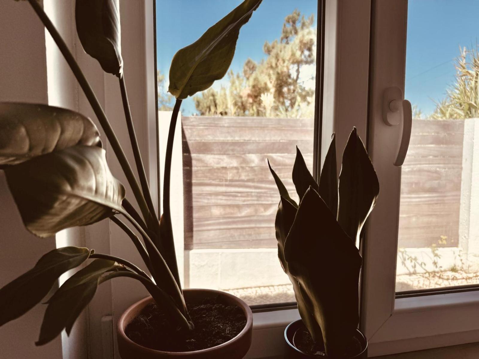Saone Guesthouse & Coworking Ericeira Bagian luar foto